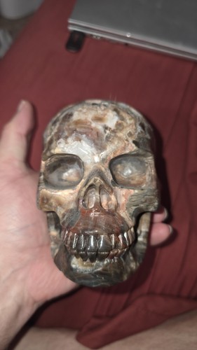 Petrified Wood Polished Stone Carved Skull Sculpture 5"
