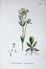 Original Old Antique Print Botany Plants C1902 Common Centaury Flower