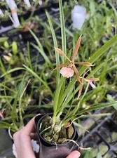 Encyclia Bractescens 2” Pot Seedling