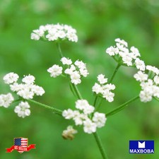 Caraway Seeds Non-GMO Heirloom