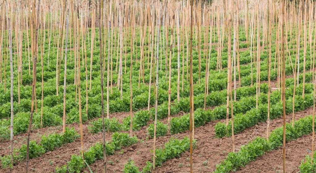 Canne In Bamb&ugrave; Per Orto E Giardino - Tutori Naturali 10x2400mm