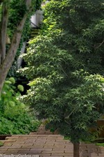 Japanese Maple Acer Palmatum Dwarf “Sekka Yatsabusa” Live Tree Compact
