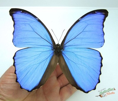 Blue Morpho Butterfly Morpho Didius SET x1 A1 - ATEMBERAUBENDES ELEKTRISCHES BLAU SCHÖN #j1M1