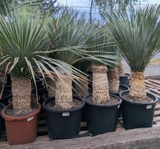 Yucca Rostrata 30-40cm Dicker Stamm, Große Krone