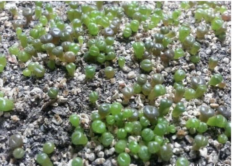 150 semillas de litopo mezcla + kit de plántulas Foto 3 de 4