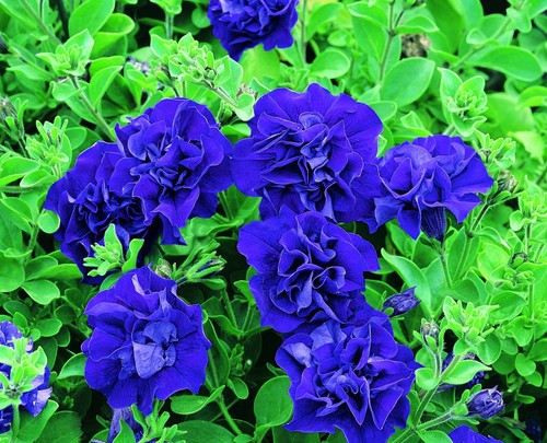 PETUNIA DB ARTIST BLUE GL PT 500 SEEDS