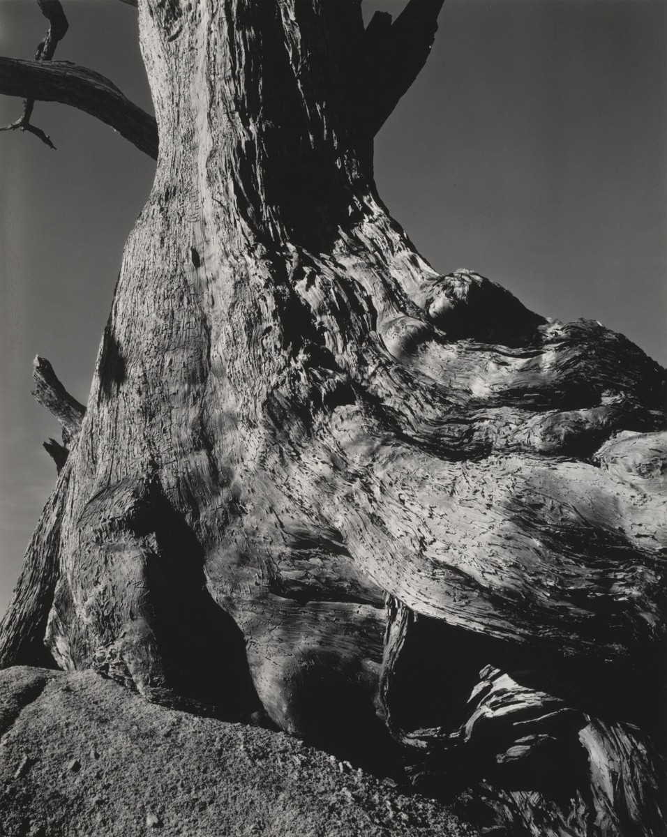 Edward Weston - Cypress Pebble Beach (1932) Tree Trunk - 17