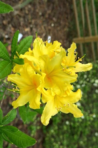 LEMONADE~~Aromi Azalea Rhododendron Deciduous SMALL Starter Plant~ - Picture 4 of 5