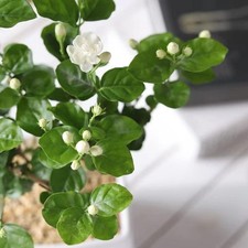 Evergreen 100 Climbing Jasmine Flower Seeds Fragrant Plant for Garden Home Balc
