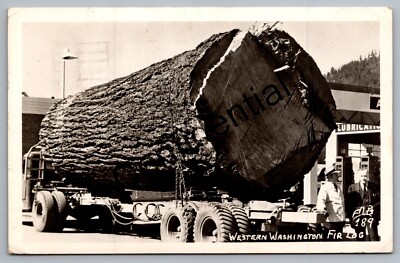 Real Photo Western Washington Giant Fir Log At Gas Station w/ Pumps RPPC D568