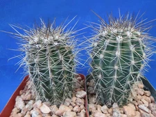 Saguaro Cactus 3"-4" Tall 3.25" Pot TWO (2) Plants Carnegiea gigantea Succulent 