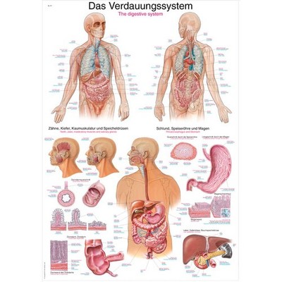 Erler Zimmer anatomische Lehrtafel, Das Verdauungssystem, Lehrmittel, 2 Größen