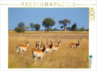 Calvendo Puzzle Rote Lechwe-Antilopen, Okavango Delta, Botswana. | 1000 Teile Le