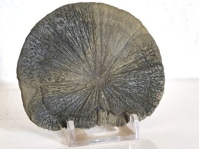 Pyrit Sonne, Mineralscheibe, Miner s Dollar, Narrengold aus Illinois 350 Mill y o