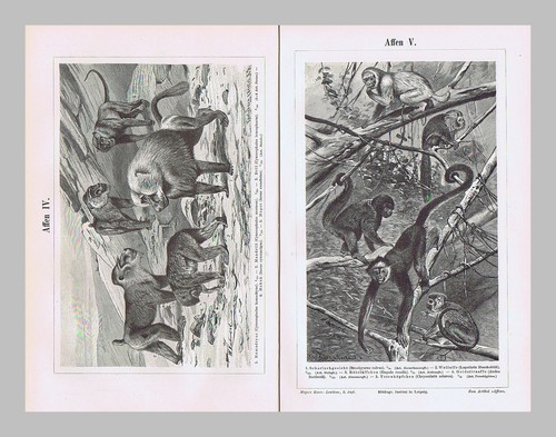 1893: Affen I.-VI.: 6 Grafik-Tafelseiten mit 8 Abb. + Text von 1893 - Bild 3 von 3