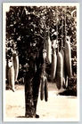 Postcard Vintage FL Miami Real Photo Sausage Tree RPPC ~9835