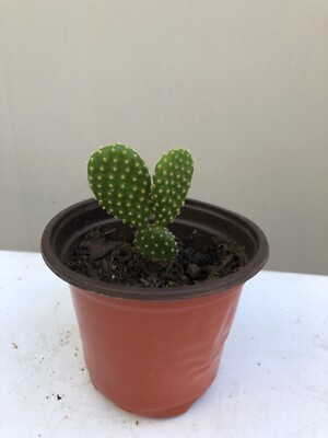 1 Bunny Ears Opuntia Microdasys Cactus Succulent With Pot Live Plant | eBay