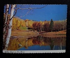 Golden Aspens New Mexico Vintage Deckle Edge Postcard 4x6 Not Posted
