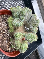 Myrtillocactus geometrizans "Elite" 8” Pot