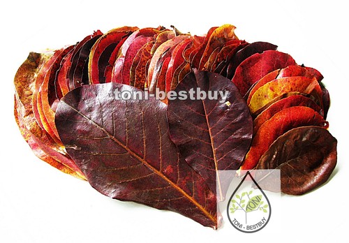 100 pcs. Best Catappa Ketapang Indian Almond Leaves Shrimp Betta Discus Cichlid - Picture 7 of 8