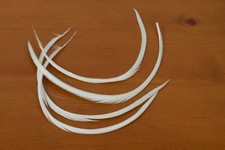 Goose Biots (stripped goose) for Fly Tying - ...