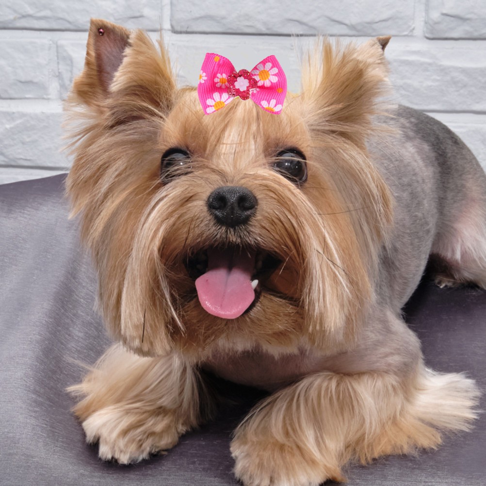 50 Accessori per Animali Domestici - Arco e Moschetta foto 5