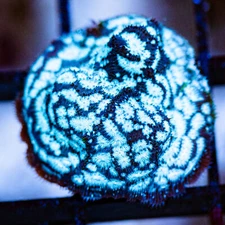 Mr. Freeze Leptoseris, WYSIWYG Live Coral