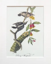 Downy Woodpecker - Audubon Bird Print - Vintage Mounted Colour Print 263