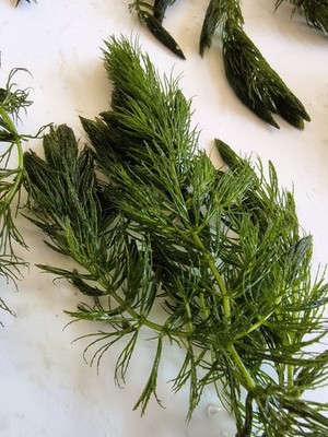 6 Hornwort Plants Live Aquarium Plants (BUY 2 GET 1 FREE ) + Free Mystery Plant