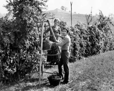Orietta Berti picks grapes from a row 1970s OLD PHOTO