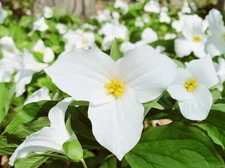 10 White Trillium Bulbs - Well Rooted Bareroot With No Top - Zones 4-8
