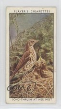 1932 Player's Wild Birds Tabacco Song-Thrush at Her Nest #39 0f3j