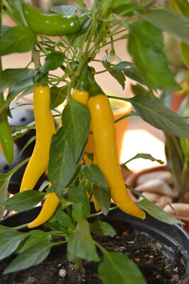 min 20 Samen Chili de Chile gelb ''aji amarillo'' (Capsicum annuum)