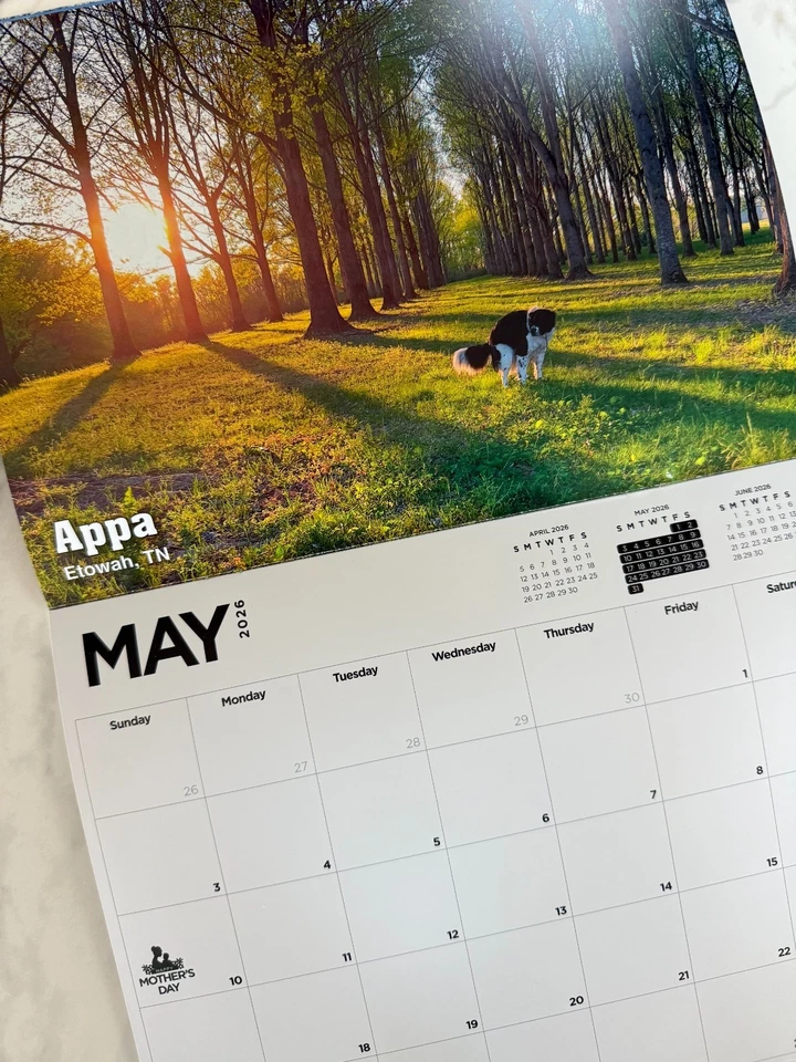 Calendario de perros 2026 Pooping Pooches, mordaza de elefante blanco intercambio de regalos intercambio de yanquis Foto 3 de 4