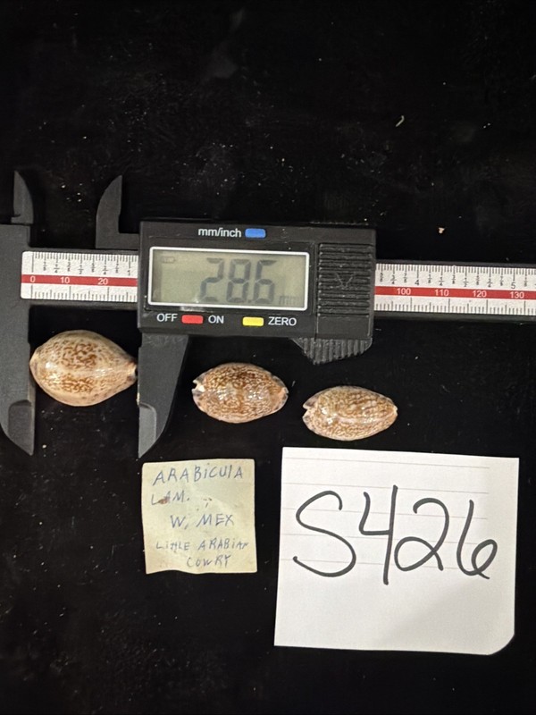 Little Arabian Cowrie Shells Lot Of 3 West Mexico (S426)