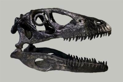 DEINONYCHUS SKULL GLOSSY POSTER PICTURE PHOTO dinosaurs extinction