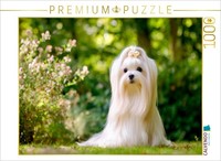 Calvendo Puzzle Maltese - Majestic Beauty | 1000 Pieces, Finished Size 25.2 × 18
