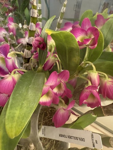 ORCHID PLANT One Surprise Orchid Division Bare Root No Pot Or Tag - Picture 8 of 19