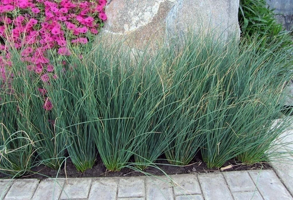 Hierba Blue Arrow Rush | 2 pulgadas | Juncus inflexus | Planta de borde ornamental Foto 3 de 4
