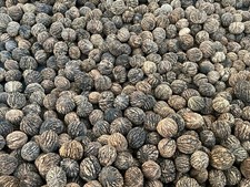 5 Pounds 2025 Organic Wild Black Walnuts Hulled, Washed, Floated Dried