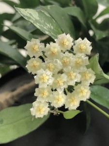 hoya lacunosa fragrant