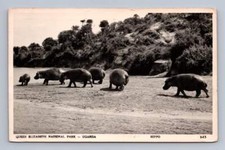 Hippos in Queen Elizabeth National Park RPPC Kampala Uganda Photo to Los Angeles