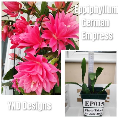 1 Rare cactus EPIPHYLLUM GERMAN EMPRESS LARGE FLOWERS ...