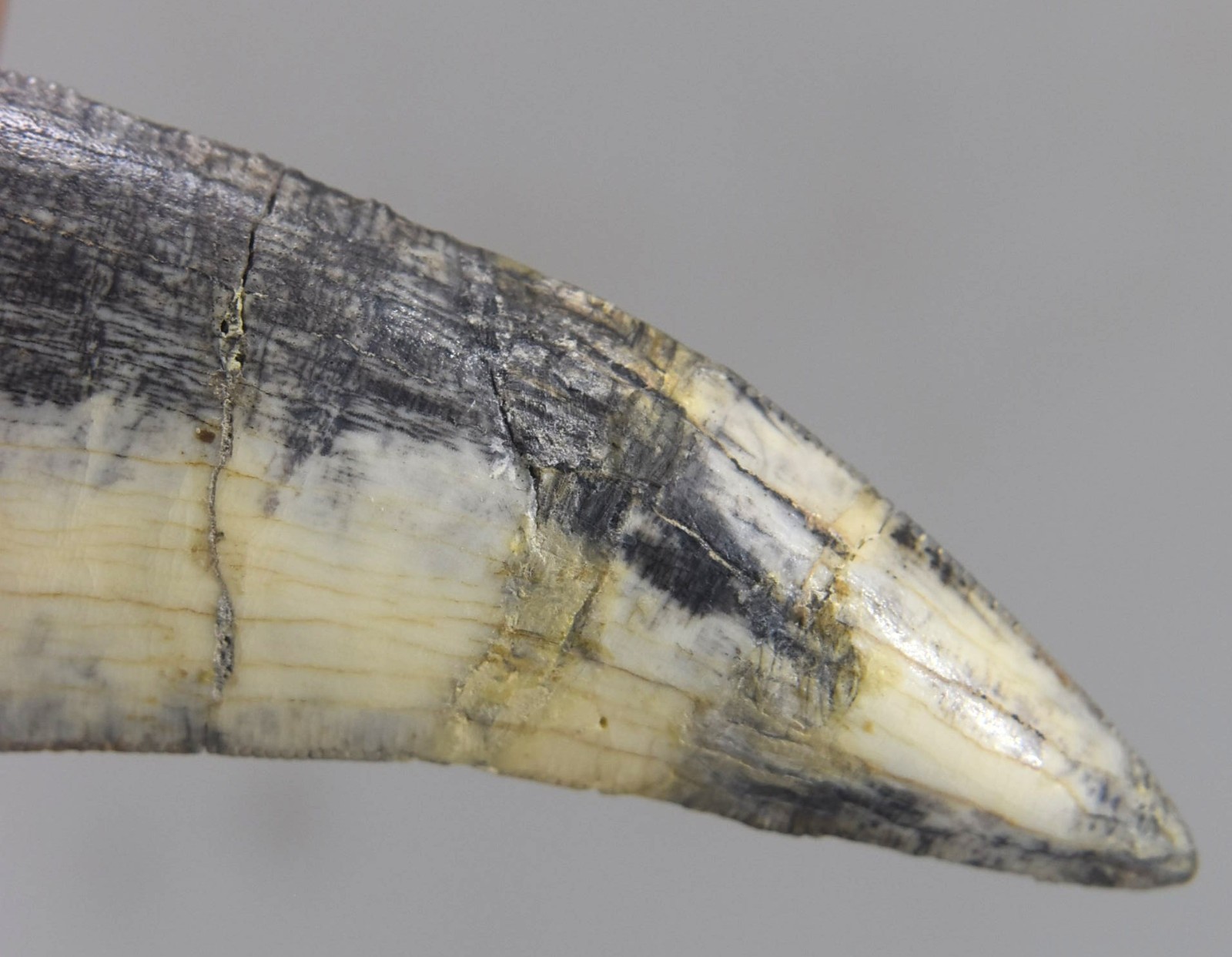 Large Fossilized Tyrannosaurus Rex T-Rex Dinosaur Fossil Tooth 5"