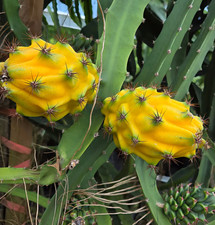 Yellow Dragon Fruit Live Plant - 3-6" Tall - Tropical Fruit Cactus for Gardening