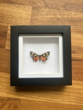 Scarlet Tiger Moth Framed Specimen Taxidermy Wall Art Insect Bug Real