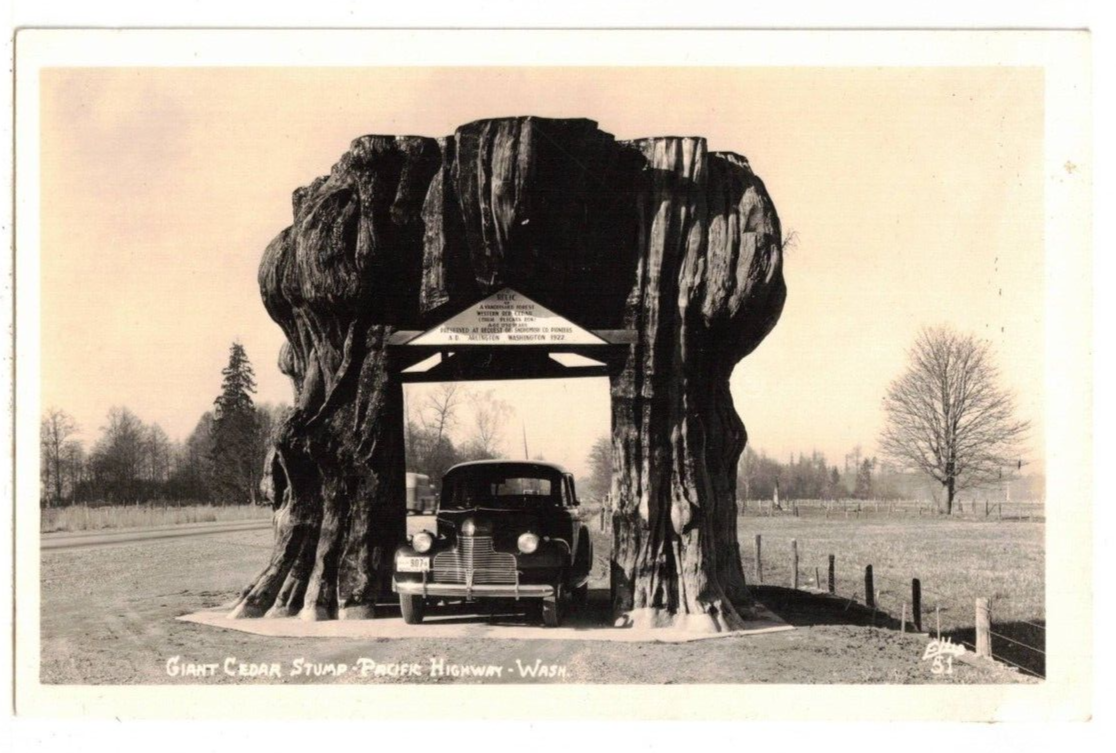 c1940 Real Photo Postcard: Automobile Under Cedar Stump – Pacific
