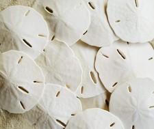 White Sand Dollars 2.5"-3" - 10Pcs - Wedding Seashell Craft - Hand Picked and Pr
