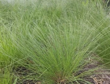 Premium Dropseed Rough Grass Seeds, Seeds for you to plant at home.