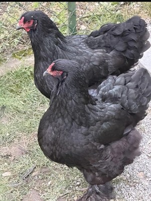 Bruteier Brahma Große